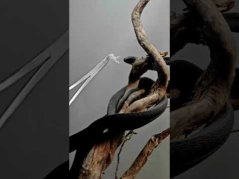 Africa’s Most Toxic Snake