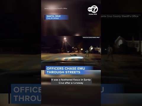 Officers chase emu <strong>through</strong> streets