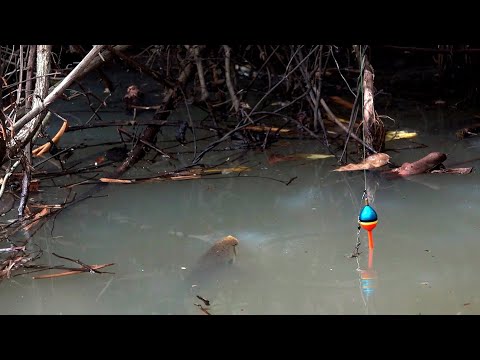 Ganasnya gak ada lawan spot mancing saat baru dibuka #SG-442