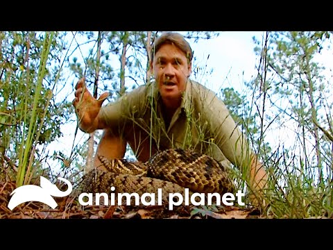 Fearless Steve Irwin Saves a Wounded Bear from Certain Death
| Crocodile Hunter | Animal Planet