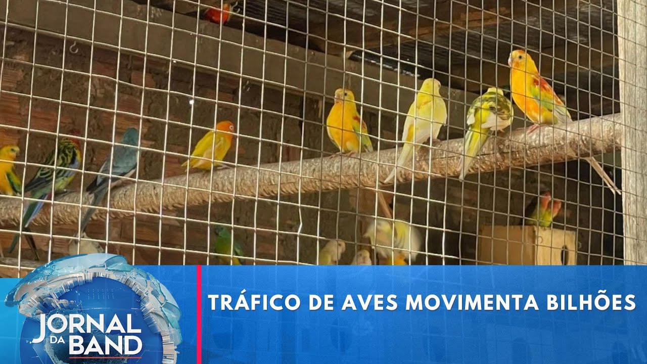 Tráfico de aves movimenta bilhões | Jornal da Band