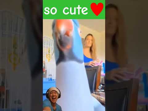 so cute♥ #birds #parrot