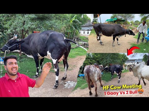 HF Cow Ki Meeting🤬🐂2 Desi Bull Vs 1 HF Gaay-क्या होगा🤯