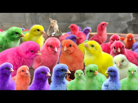 Catch Millions Of Colorful Feathered Chickens, Cute Chickens, Ducks, Rabbits, Turtle, Cute Animals