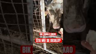 Kako Smo Spasili BIKA OD SMRTI? 😳👇🏻 #poljoprivreda #farming #farm #balkan #agro #agriculture