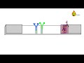 Understanding RDT Mechanisms and Effects