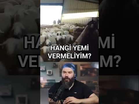 Hayvanlarımızı beslerken hangi yemi tercih etmeliyiz? #küçükbaş #büyükbaş #hayvancılık