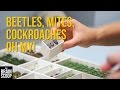 Field Museum Insect Collection Insights