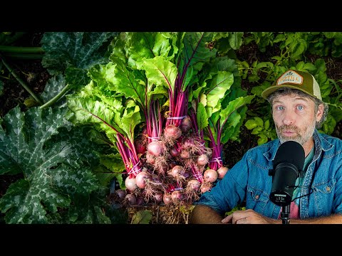 Thriving in the Heat + Growers and Natural Food Dyes?