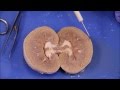 Sheep Kidney Dissection Procedures