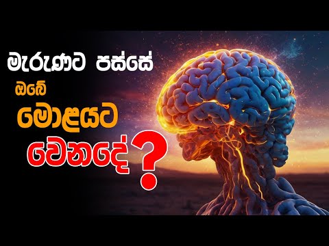 මැරුණට පස්සේ ඔබේ මොළයට වෙනදේ What Happens to Your Brain When You Die
