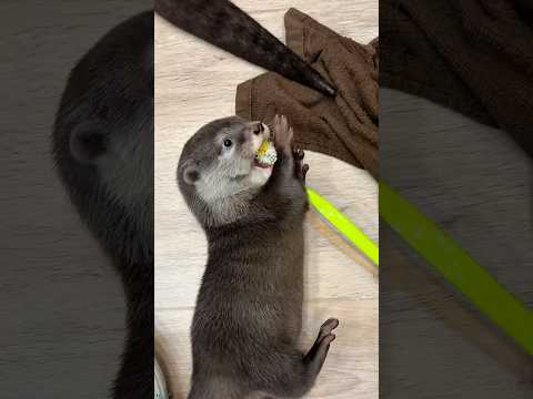 赤ちゃんカワウソ、幼稚園デビュー! #shorts