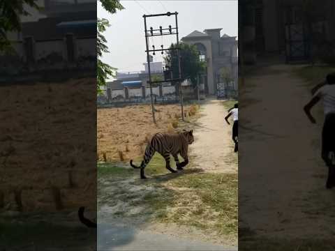 🦁Lion Ka LIVE Scene Gali Mein Real Lion Spotted Outside House India#LionLive #WildAnimal#ViralVideo