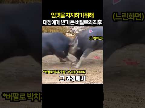 암컷을 차지하기 위해 대장에게 반기 든 버팔로의 최후