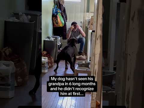 Dog Reunited With Grandpa After 6 Months And Didn't Recognize Him #viralshorte #shorts