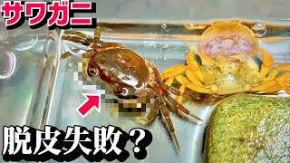元３本足サワガニが３回目の脱皮で体に異変…？
