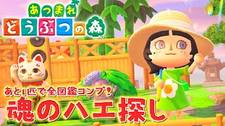 あつ森図鑑、ようやくラスト一匹！ハエを探せ～！【パレプロ/常磐カナメ】