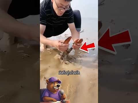 อย่าเดินเท้าเปล่าชายหาด ถ้ายังไม่ดูคลิปนี้! #viral