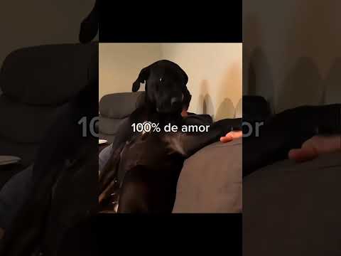 animais extremamente fofos 🐾🥰