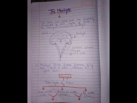 Meninges and its types|synapse and its classification #humananatomyandphysiology #pharmacy #notes