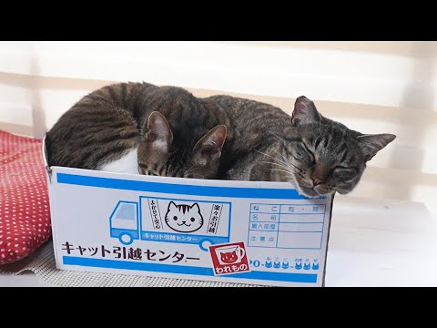 小さい箱に入って寝る猫☆ひとりで寝てるのかと思ってたら…☆猫団子【リキちゃんねる　猫動画】 キジトラ 猫のいる暮らし