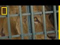 Rescue Mission for Abandoned Animals