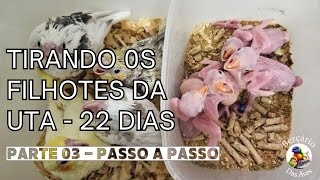 Tirando os Filhotes da UTA - Parte 03