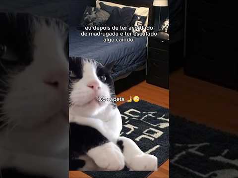 amém 🙏 #comedy #cat #funny #videosengracados #pets #memesgospel