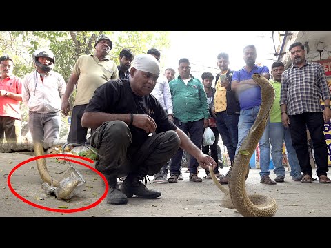 जहेरिला कोबरा सांप फासा एक प्लास्टिक के जारी में I Poisonous Cobra Snake Trapped In A Plastic