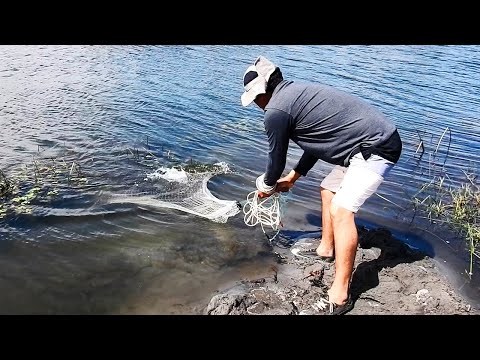 ¡No lo Podía Creer! Su Atarraya Revienta Llena de Tilapias Gigantes