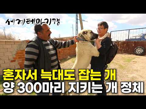 양을 지키기 위해 태어난 튀르키예 개, 혼자 늑대도 잡는 개의 정체｜캉갈 개｜세계테마기행｜#세테깅