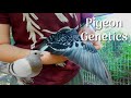 Pigeon Genetics and Color Patterns