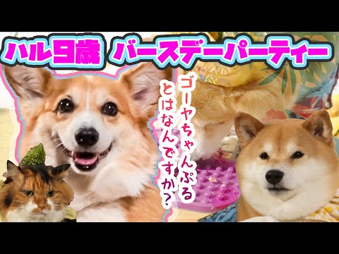 コーギーハル9歳の誕生日！秘密道具＆ゴーヤを生で食べるのはダイジョブでっすヨ！