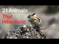 Animal Hibernation Characteristics