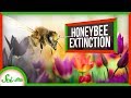 Understanding the Role of Honeybees and Other Pollinators