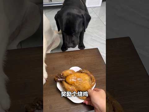 I am very sad 😭😇🐕#labrador #shorts #dogbreed #short#dog
