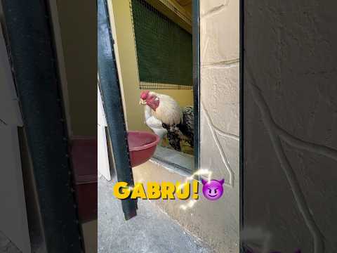 Cocomo rani or gabru ki kahani😈❤️🐓#hopeland #indianparrotbeaklongtail #business #parrotanatomy