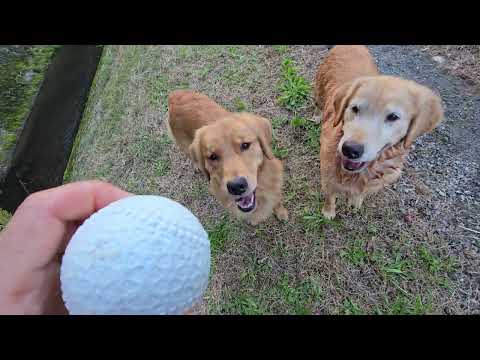 8歳ゴールデンレトリバーのビス、水遊びしながらもボールを追いかける姿 サムネイル