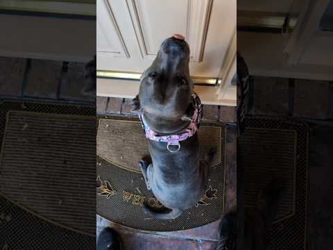 Holly Visiting Grandparents (It's only been 2 weeks between visits)😂 #bluestaffy #dog #englishstaffy
