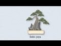 Understanding Bonsai Styles