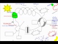 Exploring Photosynthesis Fundamentals