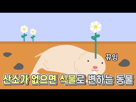 산소가 없어도 살아남을 수 있는 동물
