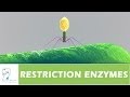 Exploring Restriction Enzymes and Their Applications