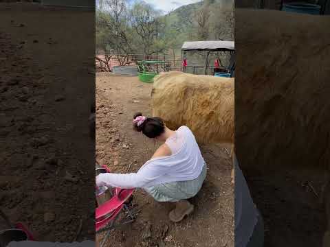 Milking highland cow #milking #mommy #farming #ranchlife #outdoors #nature #allnatural #california