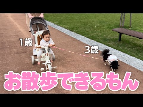 愛犬バースデー🎂どんどん仲良くなる天使たちの絡みがかわいすぎて幸せが溢れまくった1日。。