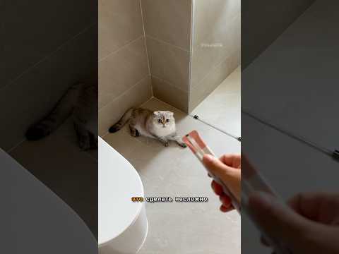 Понравиться Лелику или нет 🤔
