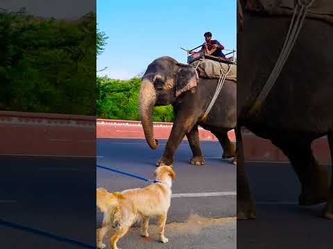 मेरा प्यारा डॉग ने सब जानवरों से बिस्किट मांगा😥Part7 #funnydogs #shorts