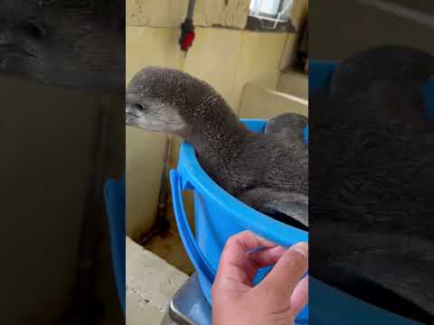 猫の動画サムネイル - 3/30ふ化🐣フンボルトペンギン生後56日目