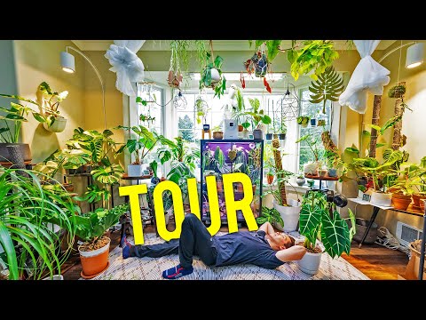 A Tour of My Plants : My Entire Collection Yes, I realize I said Philodendron Luxurians. *Anthurium Lux 😪

This is my first official plant t