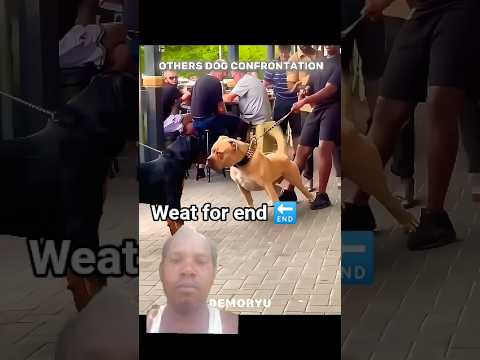 animol lovers #doglife #viralvideo #rottweiler #shortsfeed #wildlife #wildlifeentertainment